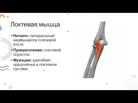 Локтевая мышца Начало: латеральный надмыщелок плечевой кости. Прикрепление: локтевой отросток. Функции: разгибает предплечье в локтевом суставе.