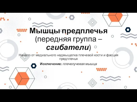 Мышцы предплечья (передняя группа – сгибатели) Начало от медиального надмыщелка плечевой кости