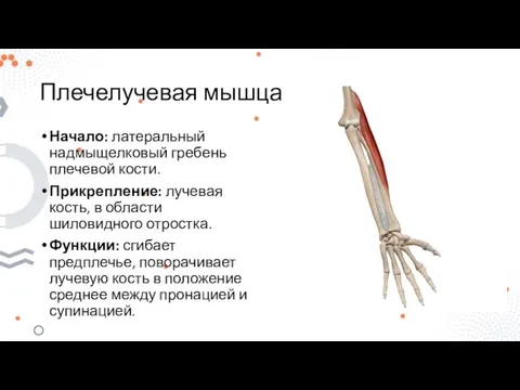 Плечелучевая мышца Начало: латеральный надмыщелковый гребень плечевой кости. Прикрепление: лучевая кость, в