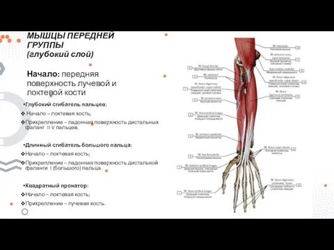 МЫШЦЫ ПЕРЕДНЕЙ ГРУППЫ (глубокий слой) Начало: передняя поверхность лучевой и локтевой кости