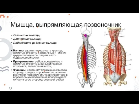 Мышца, выпрямляющая позвоночник Остистая мышца; Длинейшая мышца; Подвздошно-реберная мышца. Начало: задняя поверхность