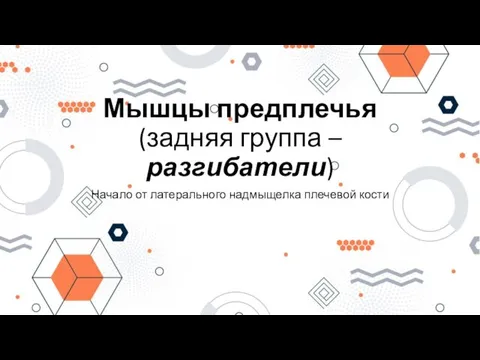 Мышцы предплечья (задняя группа – разгибатели) Начало от латерального надмыщелка плечевой кости