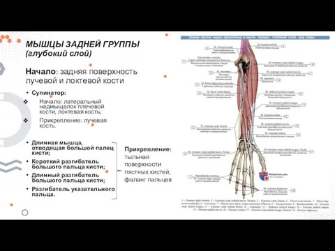 Супинатор: Начало: латеральный надмыщелок плечевой кости, локтевая кость; Прикрепление: лучевая кость. Длинная