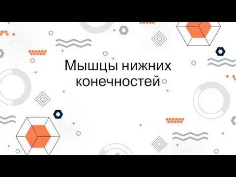 Мышцы нижних конечностей