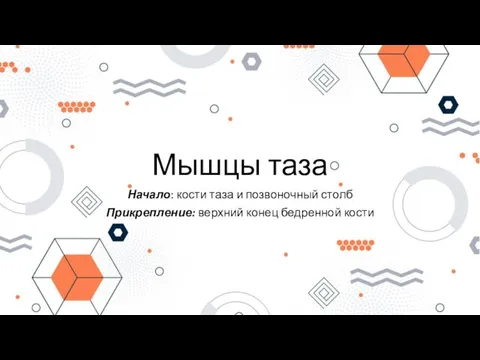 Мышцы таза Начало: кости таза и позвоночный столб Прикрепление: верхний конец бедренной кости