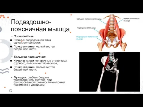 Подвздошно-поясничная мышца Подвздошная: Начало: подвздошная ямка одноименной кости; Прикрепление: малый вертел бедренной