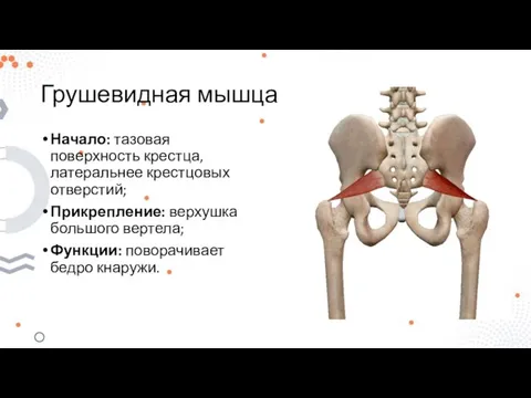 Грушевидная мышца Начало: тазовая поверхность крестца, латеральнее крестцовых отверстий; Прикрепление: верхушка большого