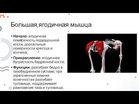 Большая ягодичная мышца Начало: ягодичная поверхность подвздошной кости, дорсальные поверхности крестца и