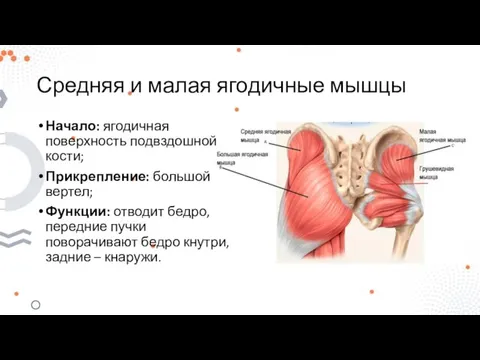 Средняя и малая ягодичные мышцы Начало: ягодичная поверхность подвздошной кости; Прикрепление: большой