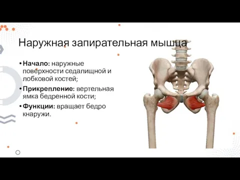 Наружная запирательная мышца Начало: наружные поверхности седалищной и лобковой костей; Прикрепление: вертельная