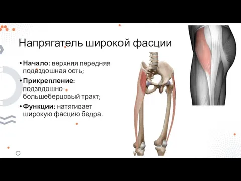 Напрягатель широкой фасции Начало: верхняя передняя подвздошная ость; Прикрепление: подзвдошно-большеберцовый тракт; Функции: натягивает широкую фасцию бедра.