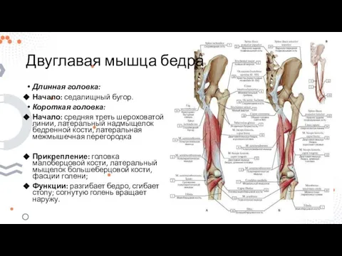 Двуглавая мышца бедра Длинная головка: Начало: седалищный бугор. Короткая головка: Начало: средняя