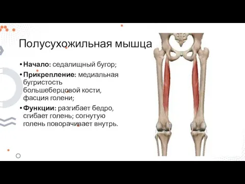 Полусухожильная мышца Начало: седалищный бугор; Прикрепление: медиальная бугристость большеберцовой кости, фасция голени;