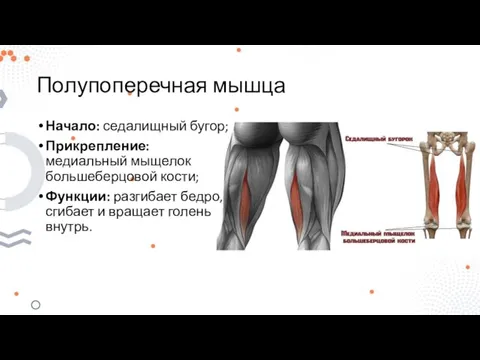 Полупоперечная мышца Начало: седалищный бугор; Прикрепление: медиальный мыщелок большеберцовой кости; Функции: разгибает