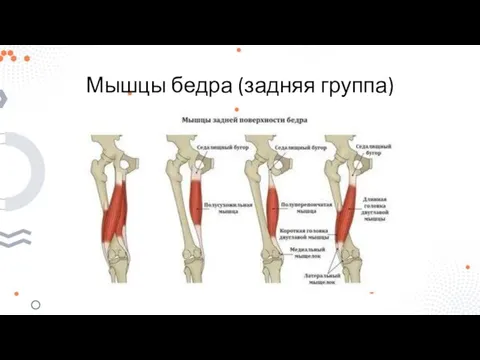 Мышцы бедра (задняя группа)