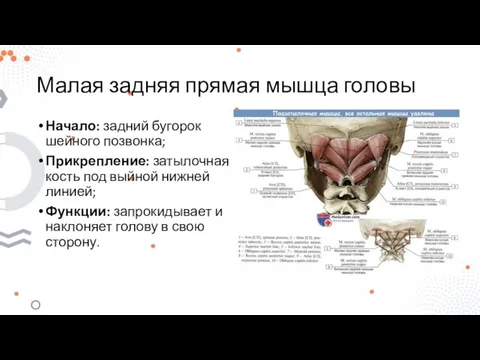 Малая задняя прямая мышца головы Начало: задний бугорок шейного позвонка; Прикрепление: затылочная