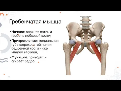 Гребенчатая мышца Начало: верхняя ветвь и гребень лобковой кости; Прикрепление: медиальная губа