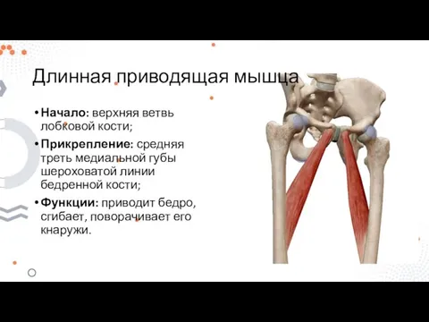 Длинная приводящая мышца Начало: верхняя ветвь лобковой кости; Прикрепление: средняя треть медиальной