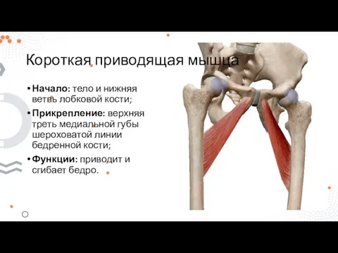 Короткая приводящая мышца Начало: тело и нижняя ветвь лобковой кости; Прикрепление: верхняя