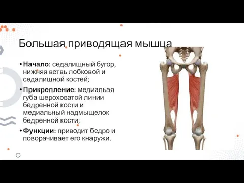 Большая приводящая мышца Начало: седалищный бугор, нижняя ветвь лобковой и седалищной костей;