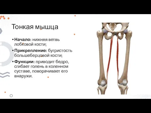 Тонкая мышца Начало: нижняя ветвь лобковой кости; Прикрепление: бугристость большеберцовой кости; Функции: