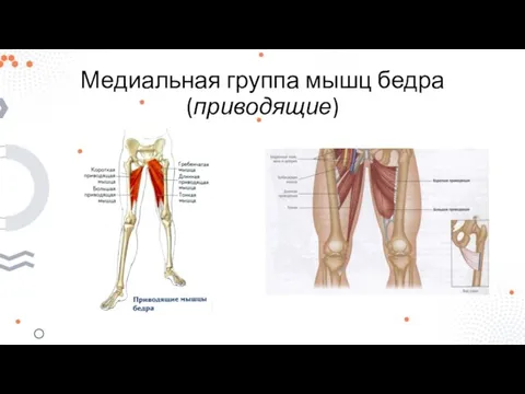 Медиальная группа мышц бедра (приводящие)