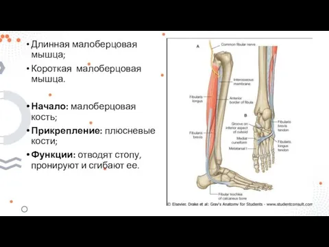 Длинная малоберцовая мышца; Короткая малоберцовая мышца. Начало: малоберцовая кость; Прикрепление: плюсневые кости;