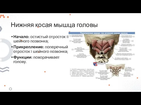 Нижняя косая мышца головы Начало: остистый отросток II шейного позвонка; Прикрепление: поперечный