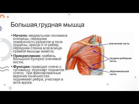 Большая грудная мышца Начало: медиальная половина ключицы, передняя поверхность рукоятки и тела