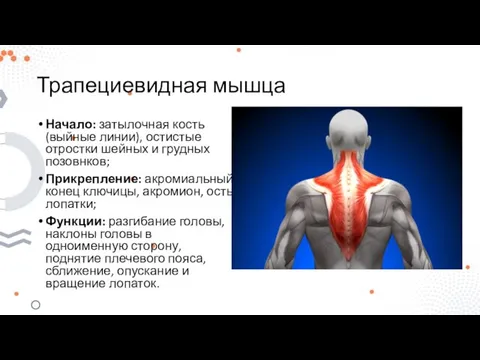 Трапециевидная мышца Начало: затылочная кость (выйные линии), остистые отростки шейных и грудных