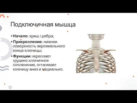 Подключичная мышца Начало: хрящ I ребра; Прикрепление: нижняя поверхность акромиального конца ключицы;