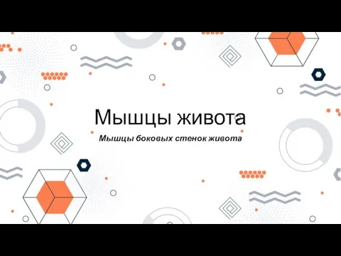 Мышцы живота Мышцы боковых стенок живота