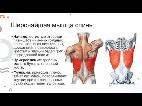 Широчайшая мышца спины Начало: остистые отростки пяти-шести нижних грудных позвонков, всех поясничных,