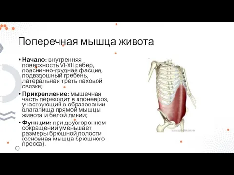 Поперечная мышца живота Начало: внутренняя поверхность VI-XII ребер, пояснично-грудная фасция, подвздошный гребень,