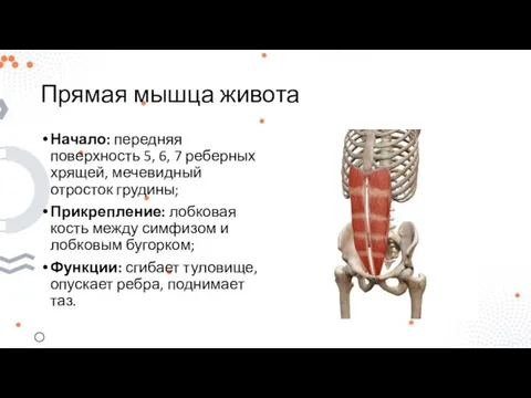 Прямая мышца живота Начало: передняя поверхность 5, 6, 7 реберных хрящей, мечевидный