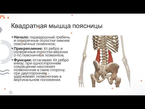 Квадратная мышца поясницы Начало: подвздошный гребень и поперечные отростки нижних поясничных позвонков;