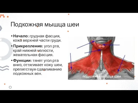 Подкожная мышца шеи Начало: грудная фасция, кожа верхней части груди. Прикрепление: угол