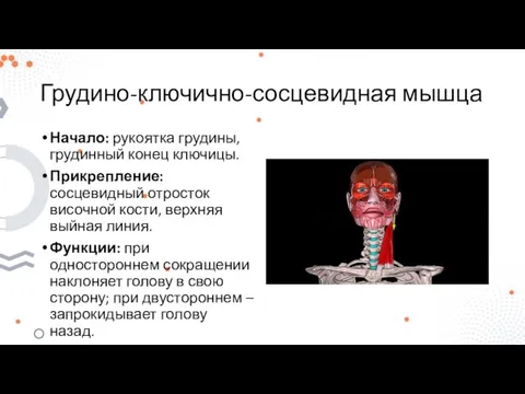 Грудино-ключично-сосцевидная мышца Начало: рукоятка грудины, грудинный конец ключицы. Прикрепление: сосцевидный отросток височной