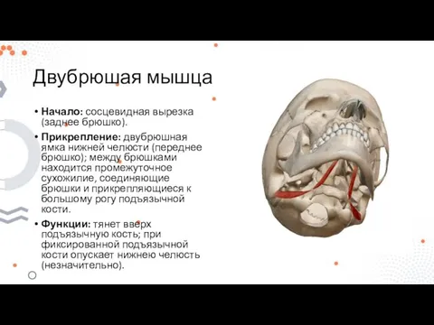 Двубрюшая мышца Начало: сосцевидная вырезка (заднее брюшко). Прикрепление: двубрюшная ямка нижней челюсти