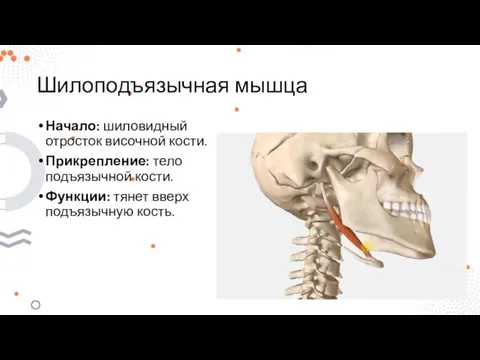 Шилоподъязычная мышца Начало: шиловидный отросток височной кости. Прикрепление: тело подъязычной кости. Функции: тянет вверх подъязычную кость.