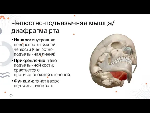 Челюстно-подъязычная мышца/ диафрагма рта Начало: внутренняя поверхность нижней челюсти (челюстно-подъязычная линия). Прикрепление: