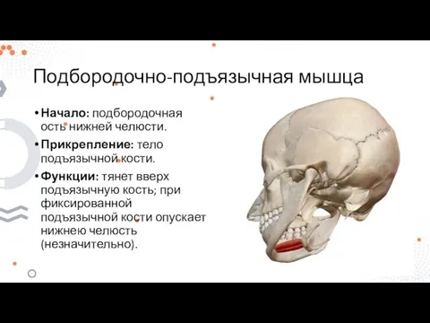 Подбородочно-подъязычная мышца Начало: подбородочная ость нижней челюсти. Прикрепление: тело подъязычной кости. Функции: