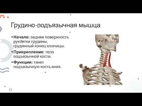 Грудино-подъязычная мышца Начало: задняя поверхность рукоятки грудины, грудинный конец ключицы. Прикрепление: тело