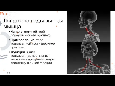 Лопаточно-подъязычная мышца Начало: верхний край лопатки (нижнее брюшко). Прикрепление: тело подъязычной кости