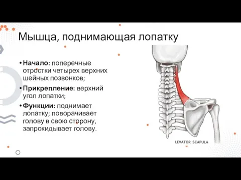 Мышца, поднимающая лопатку Начало: поперечные отростки четырех верхних шейных позвонков; Прикрепление: верхний