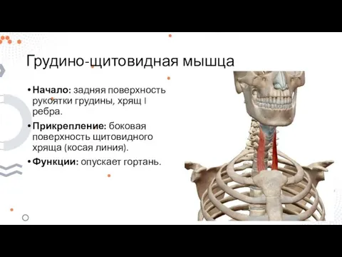 Грудино-щитовидная мышца Начало: задняя поверхность рукоятки грудины, хрящ I ребра. Прикрепление: боковая