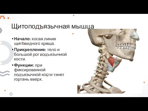 Щитоподъязычная мышца Начало: косая линия щитовидного хряща. Прикрепление: тело и большой рог