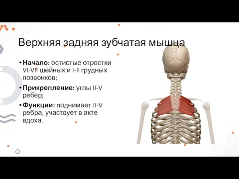 Верхняя задняя зубчатая мышца Начало: остистые отростки VI-VII шейных и I-II грудных