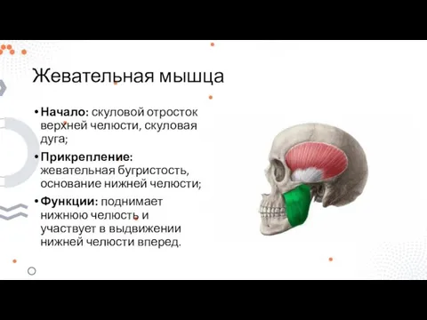 Жевательная мышца Начало: скуловой отросток верхней челюсти, скуловая дуга; Прикрепление: жевательная бугристость,