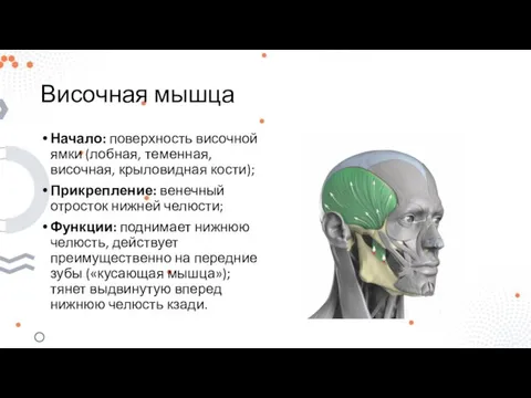 Височная мышца Начало: поверхность височной ямки (лобная, теменная, височная, крыловидная кости); Прикрепление: